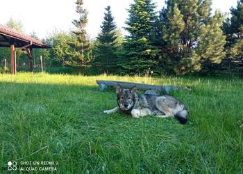 Tamaskan Ragnar szuka nowego domu