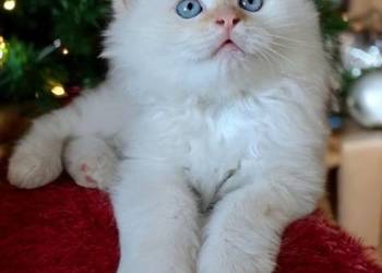 Kocur neva masquerade kot syberyjski