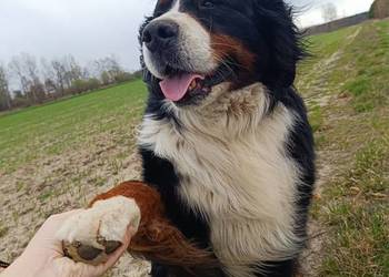 Berneński Pies Pasterski