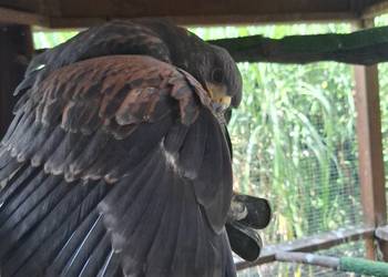 Jastrząb Harrisa 2025