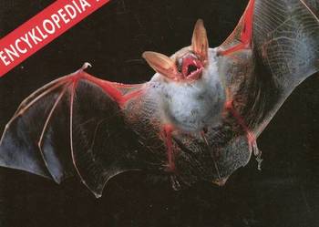 Lasy tropikalne Encyklopedia dzikich zwierząt Lasy tropikalne Encyklopedia dzikich zwierząt