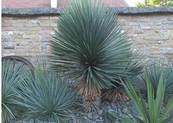 Yucca mrozoodporna juka tworząca pień hybrydy