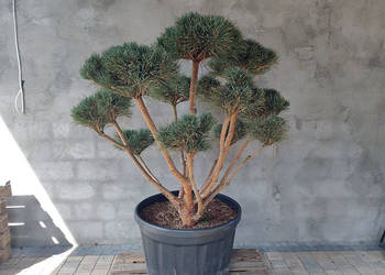 Sosna pospolita formowana Watereri 094 NIWAKI, BONSAI OGRODOWE, Topiary