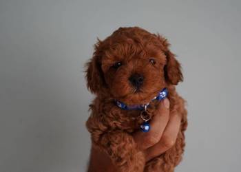 Piesek Maltipoo