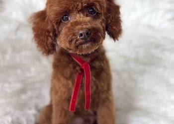 Pudel Toy piesek mocny kolor red