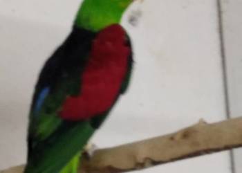Sprzedam papugi czerwono skrzydłe