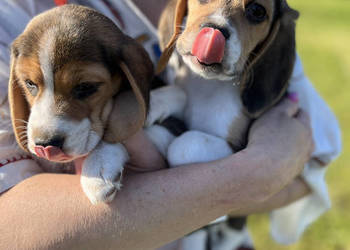 Szczeniaki Beagle rodowodowe po Championie