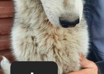 Szczeniaki syberiany husky