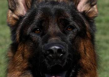 Owczarek niemiecki, szczenieta FCI