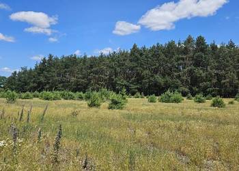 Działka bud. 1090M2; 1341M2; Nowa Wola