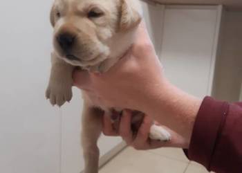 Labrador