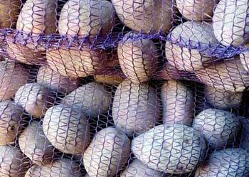 Sprzedam ziemniaki Corinna Soraya Queen Anna Red Sonia z obornika!