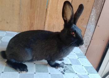 Samica zakocona wykot 07.12.2025