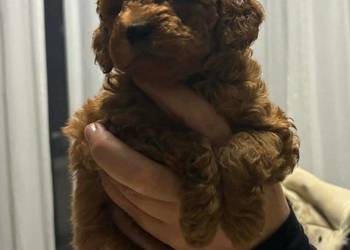 Pudel miniaturowy red rezerwacja