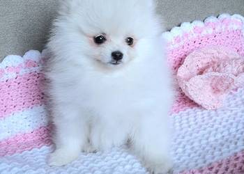 Piekna suczka szpic miniaturowy pomeranian