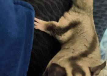 Lotopałanka karłowata