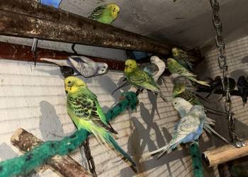 Papugi faliste młode i pary lęgowe zwykłe i tęczowe