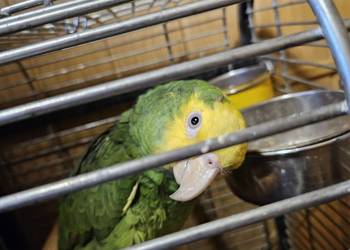 Amazonka żołtogardła pilnie