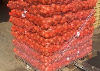 Cebula hybelle f1 fazerowana Worki 15kg