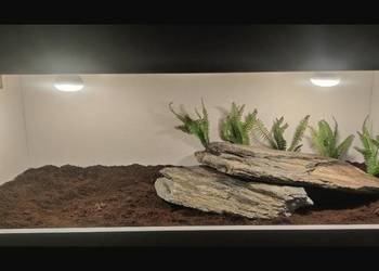Terrarium pustynne dla gekona lamparciego żółwia greckiego