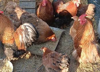 Sprzedam Kochinki miniatura i Silki