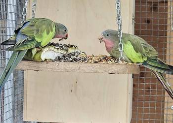 Sprzedam papuge księżniczkę walii samiec 24r.