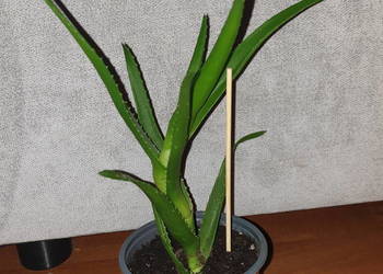 Aloes, zielony, roślina rosnąca wysokość 22cm