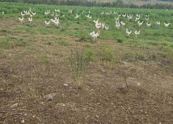 Sprzedam kury nioski sendy