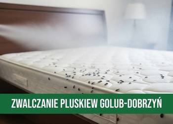 Zwalczanie Pluskiew Golub-Dobrzyń - Profesjonalne Odpluskwianie