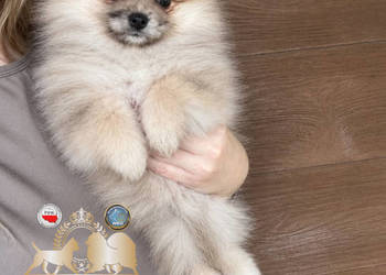 Sunia szpic miniaturowy pomeranian Orange Merle Badania DNA !