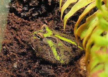 Żaba rogata (Ceratophrys cranwelli)