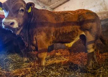 SPRZEDAM  byczka, buhajka na rozpłodnika rasy Limousine , BEZROŻNY