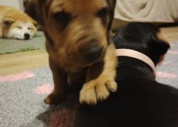 Pinczer średni niemiecki Fédération Cynologique Internationale FCI ZKwP