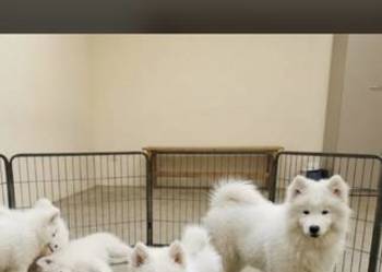 Samoyed szczeniaki