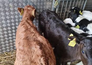 Witam sprzedam cielaki byczki mięsne POLSKIE