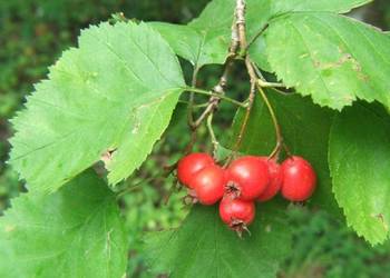 GŁÓG SZKARŁATNY Crataegus coccinea NASIONA 250 sztuk - 10g.