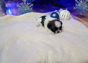 Szczeniaki Shih Tzu