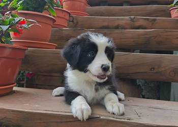 Suczka Border collie czarno-biała z rodowodem z domowej hodowli
