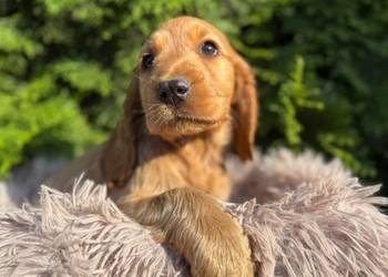 Cocker spaniel angielski Piesek Rodowód