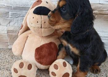 Cocker Spaniel Angielski piesek