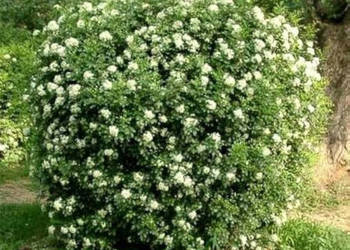 JAŚMIN POMARAŃCZOWY  Murraya paniculata - NASIONA 100g