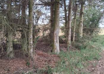 Oddam drzewa w zamian za wycinke