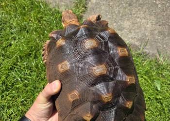 Żółw pustynny (Sulcata) 4 lata – zdrowy, z dokumentami