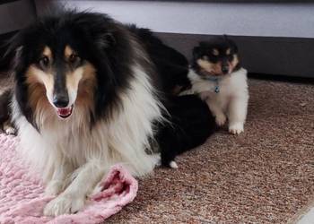 ZKwP (FCI) Owczarek Szkocki Collie