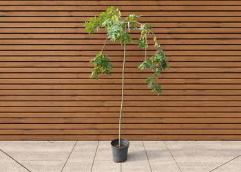 Jesion wyniosły 'Pendula', szczep. 150-200 cm
