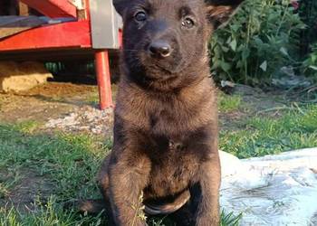 Owczarek belgijski malinois