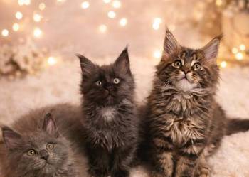 Kocięta Maine Coon FPL