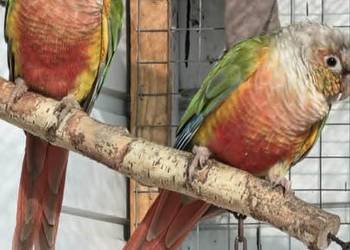 Rudosterki Pineaple RED FACE