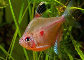 Bystrzyk Pereza - czerwonoplamy - Hyphessobrycon - WYSYŁKA Bystrzyk Pereza - czerwonoplamy - Hyphessobrycon - WYSYŁKA