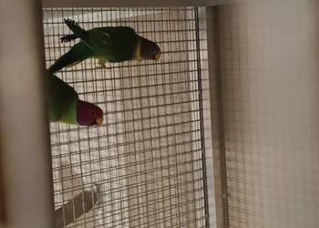 Sliwoglowe i rozowopiersne